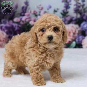 Duke, Bich-Poo Puppy